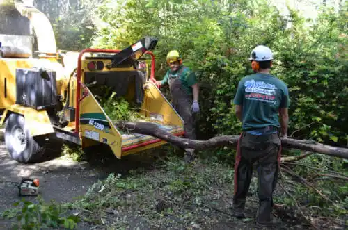 tree services Niwot